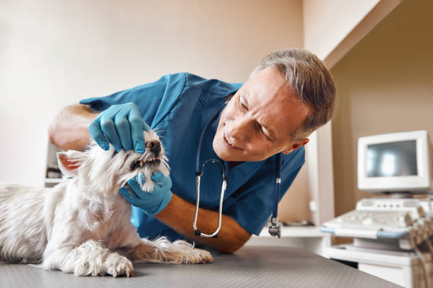 Best Weekend Emergency Dentist in Vaughn, WA